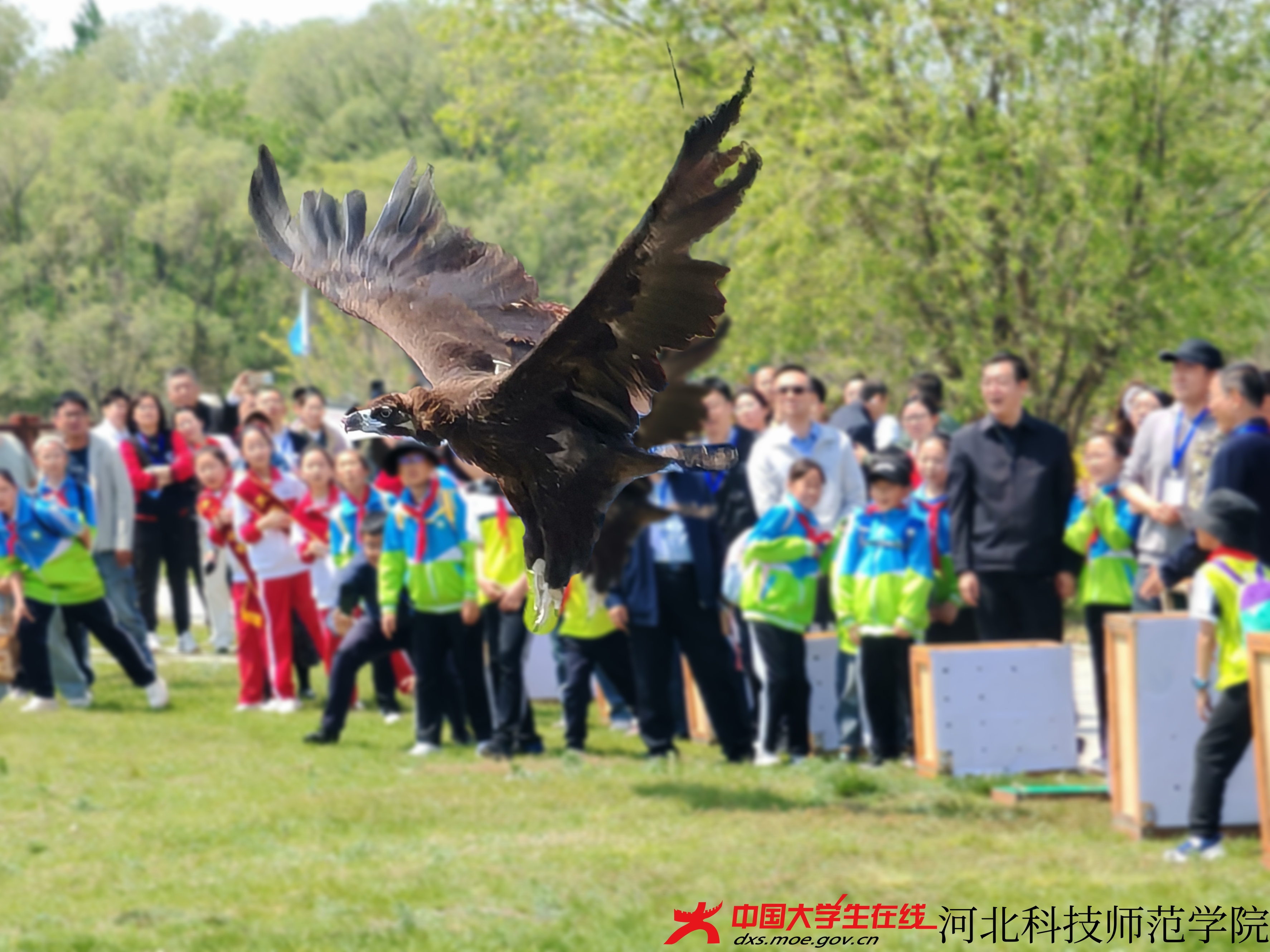 图为放飞的鸟（王浡宇 摄）.jpg